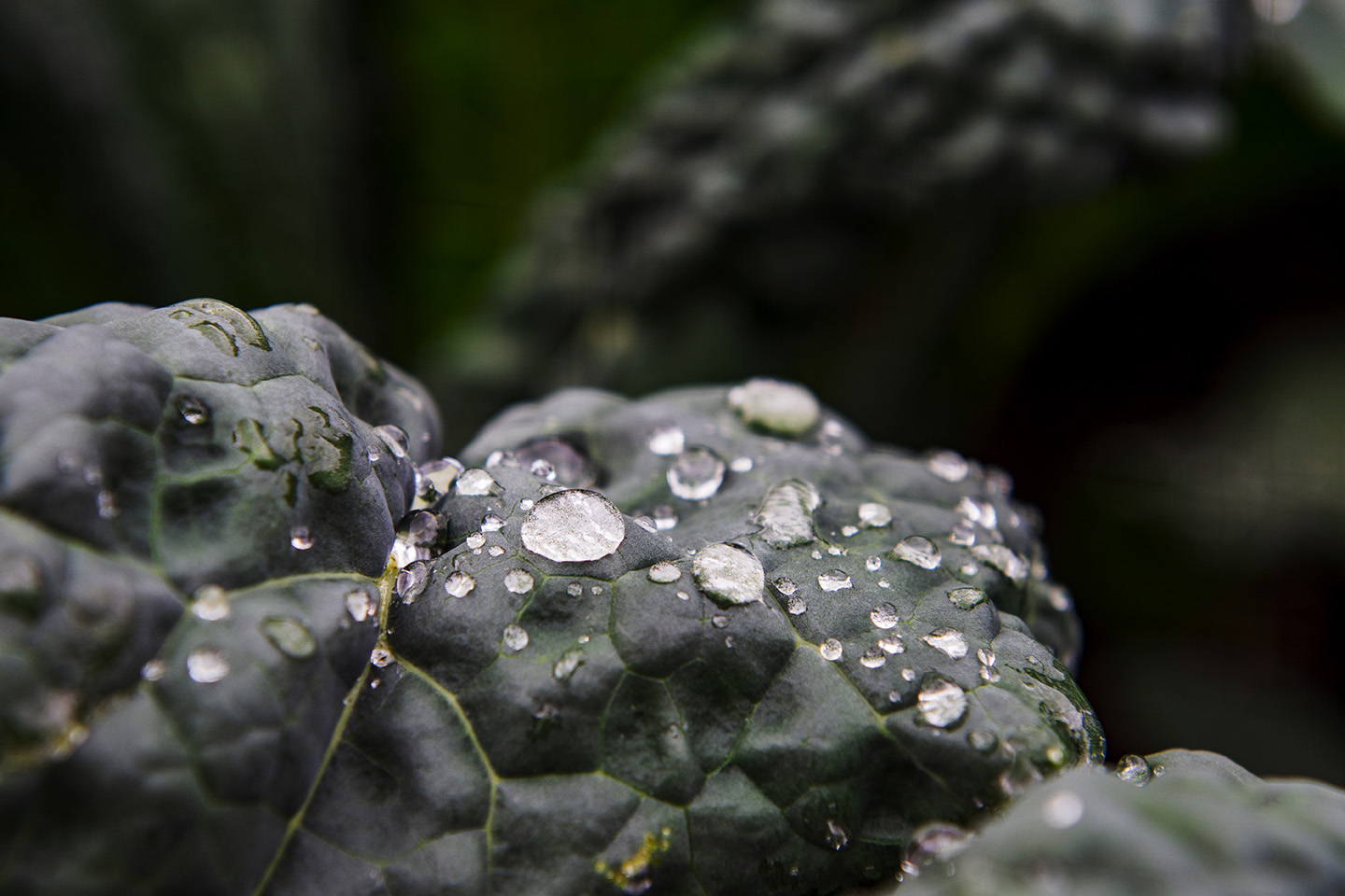 Image shows a close up of silvery water droplets on cavolo nero leaves