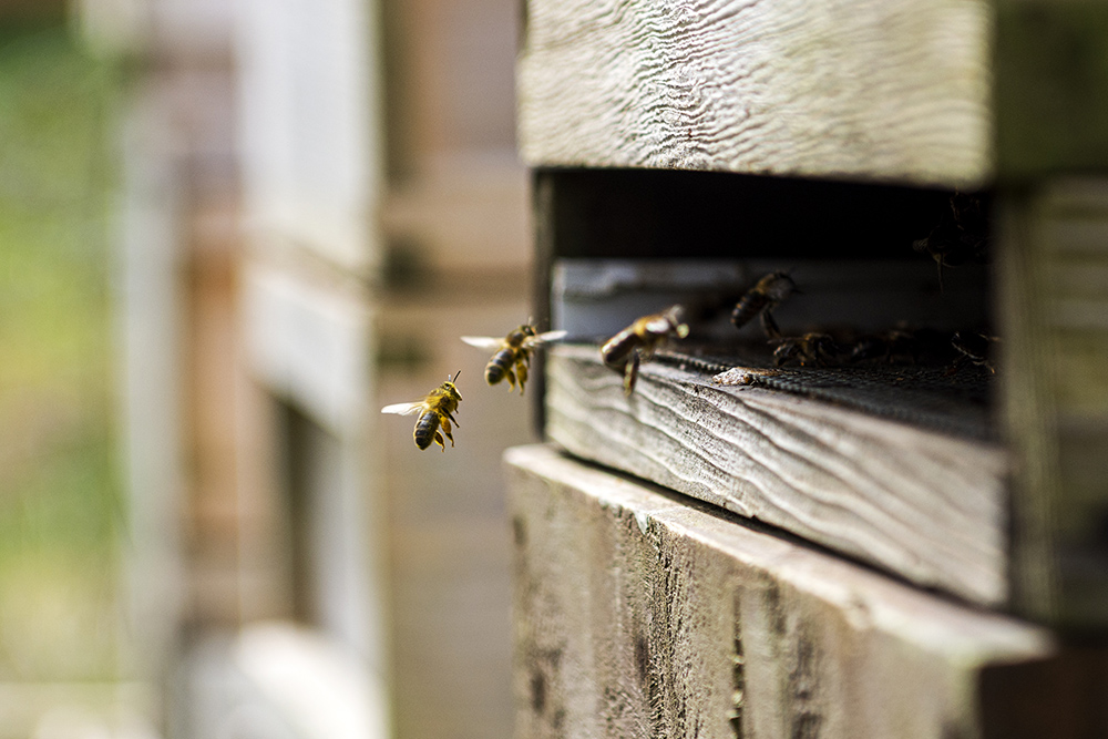 Image shows a close up of some bees returning to the hive 
