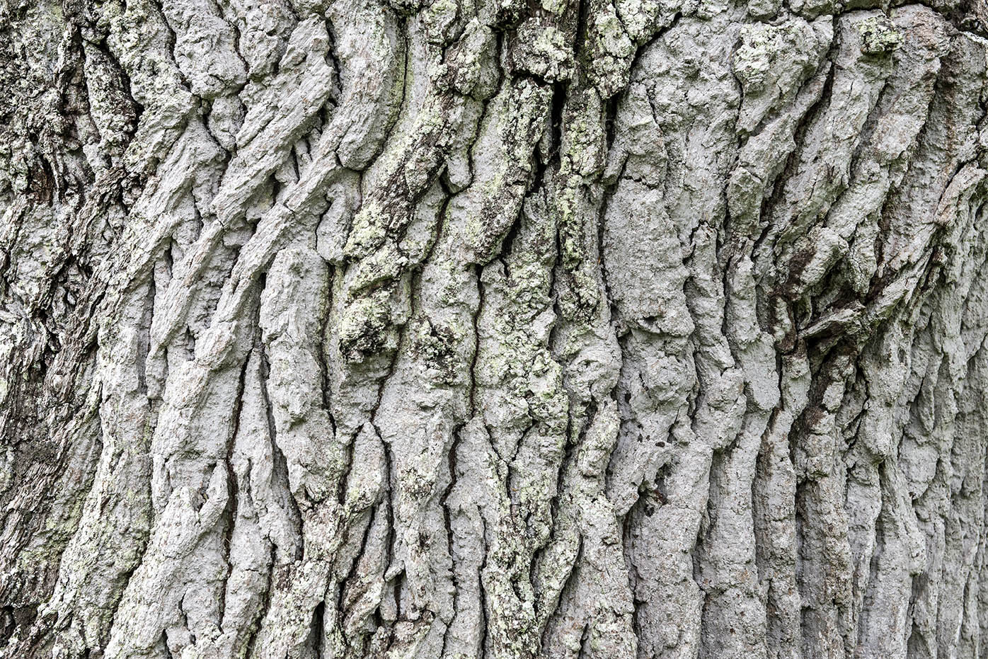 close up of tree bark in silvery grey