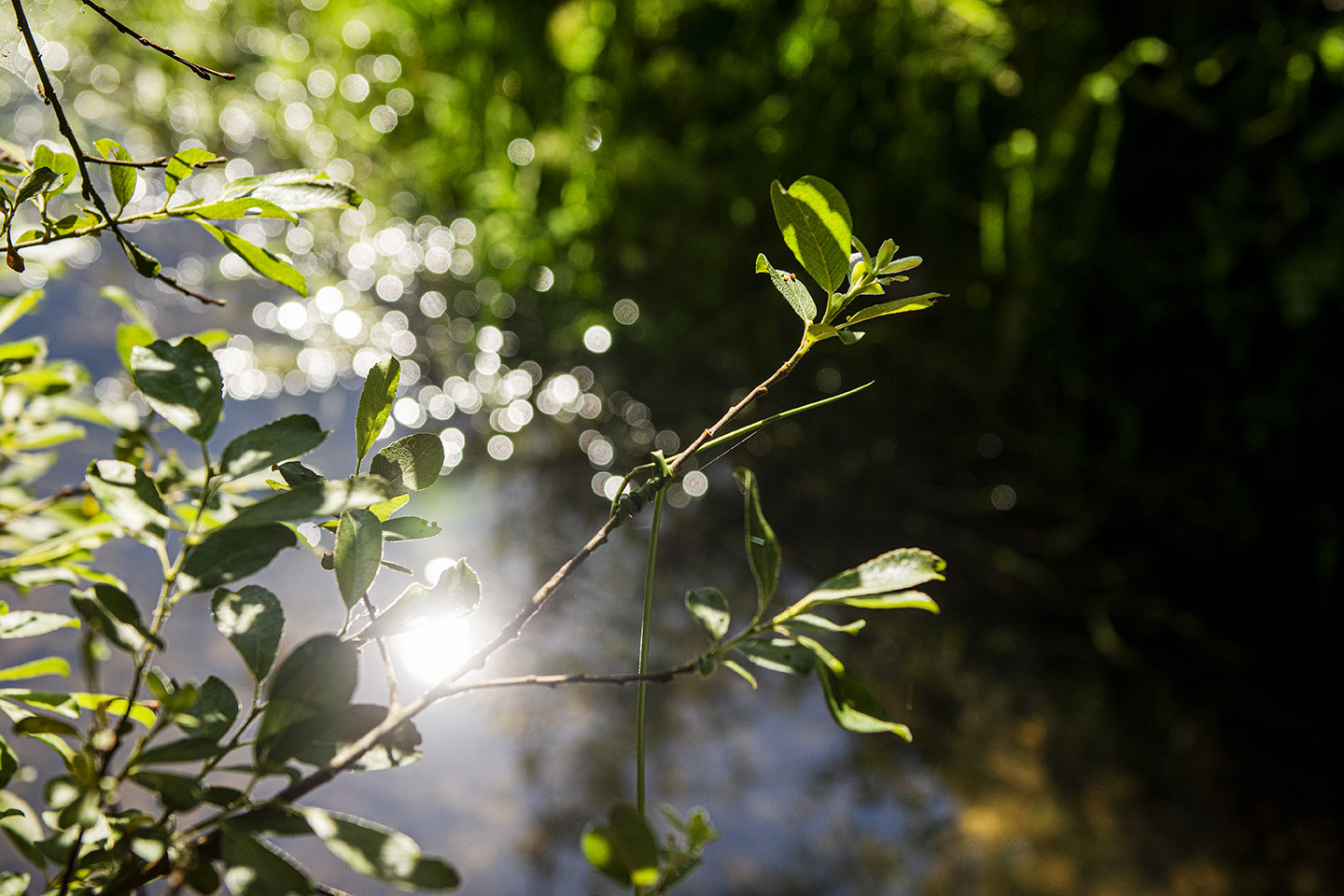 sunlight sparkling through greenery in the garden