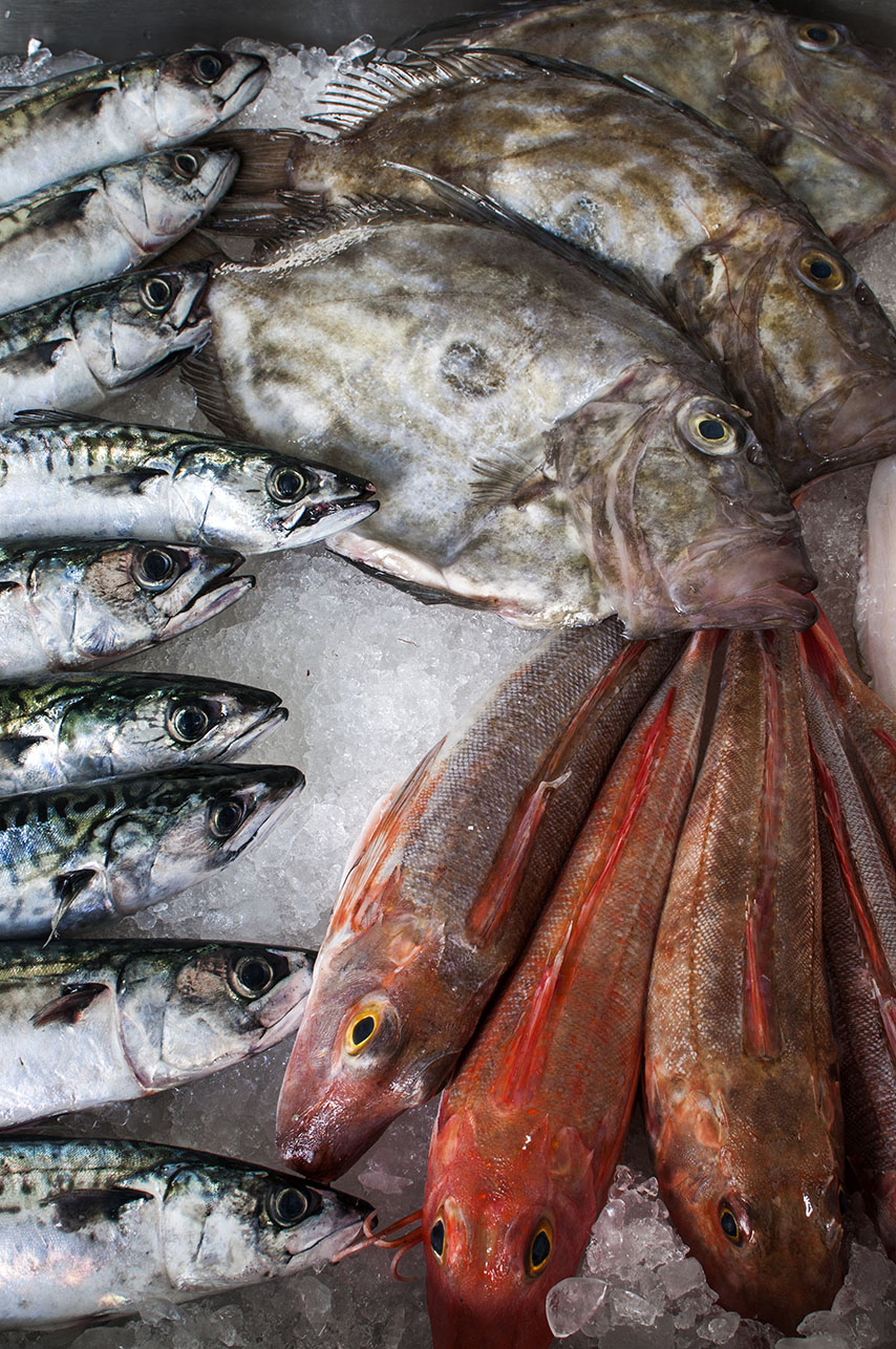 View of the fish counter with mackerel, John Dory and gurnard on the ice.