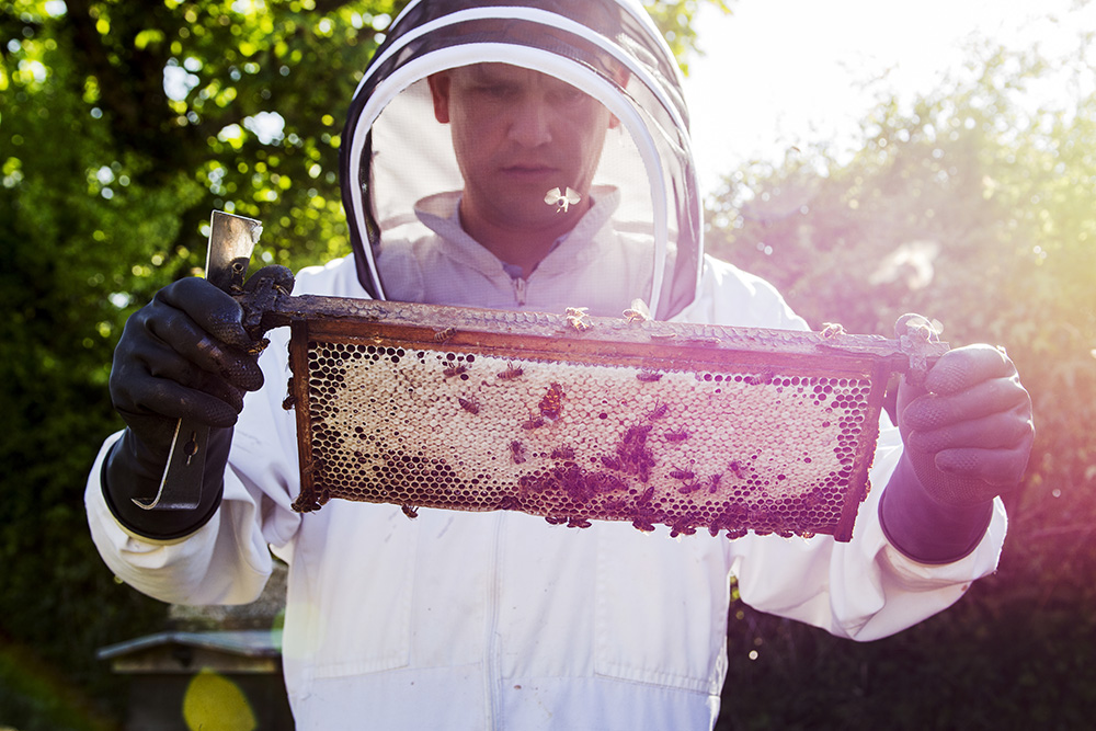 Beekeeper at work holding a frame of honeycomb with bees around him 